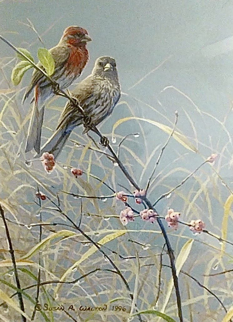Reprieve ~ House Finches & Buck Brush