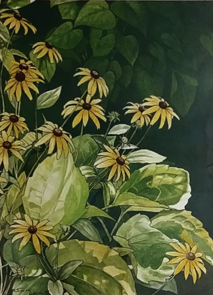 Black Eyed Susans (Rudbeckia hirta)