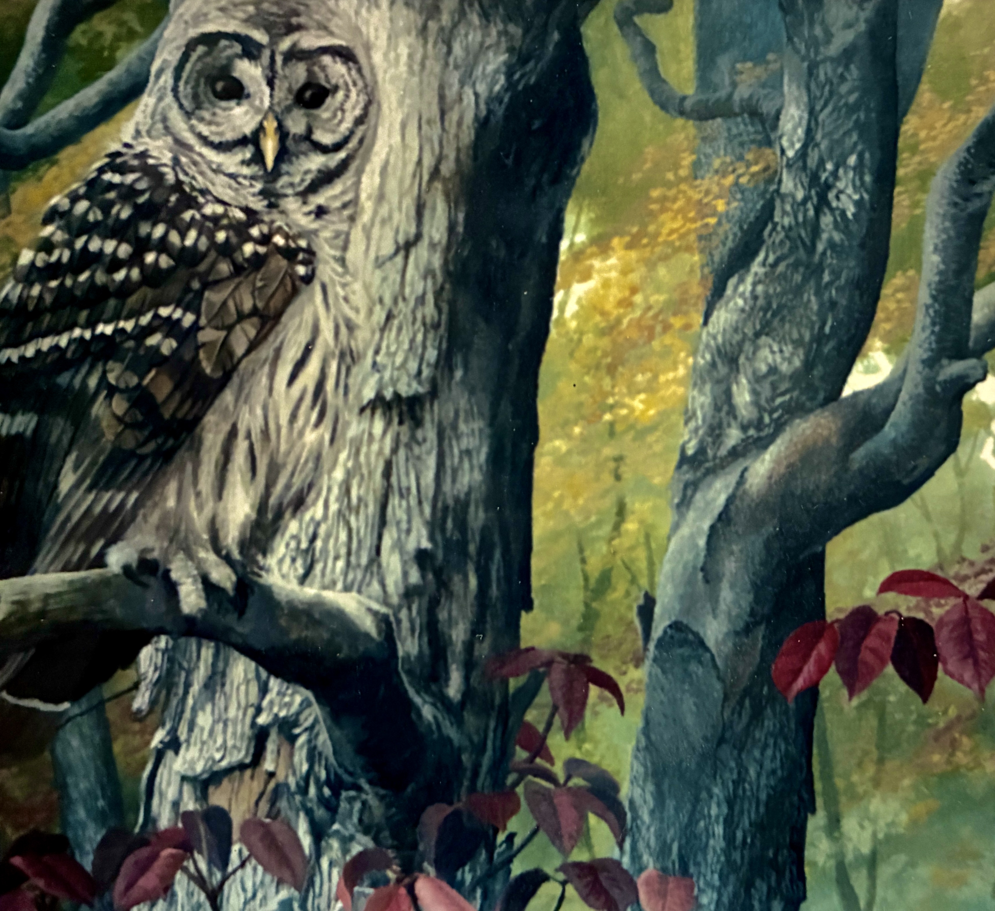 Woodland Watcher ~ Barred Owl, Sugar Maple and Spindle Tree