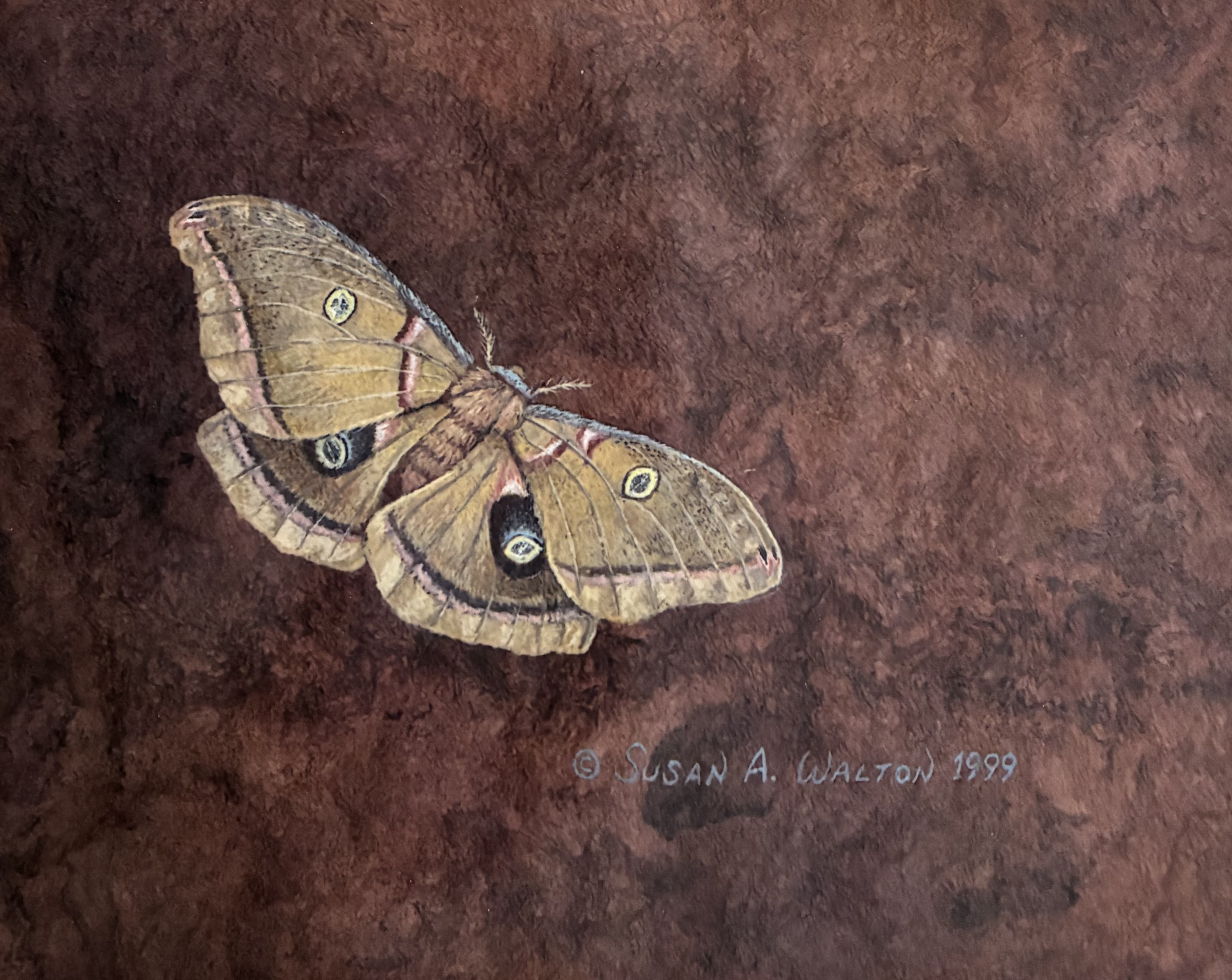 Polyphemus Moth