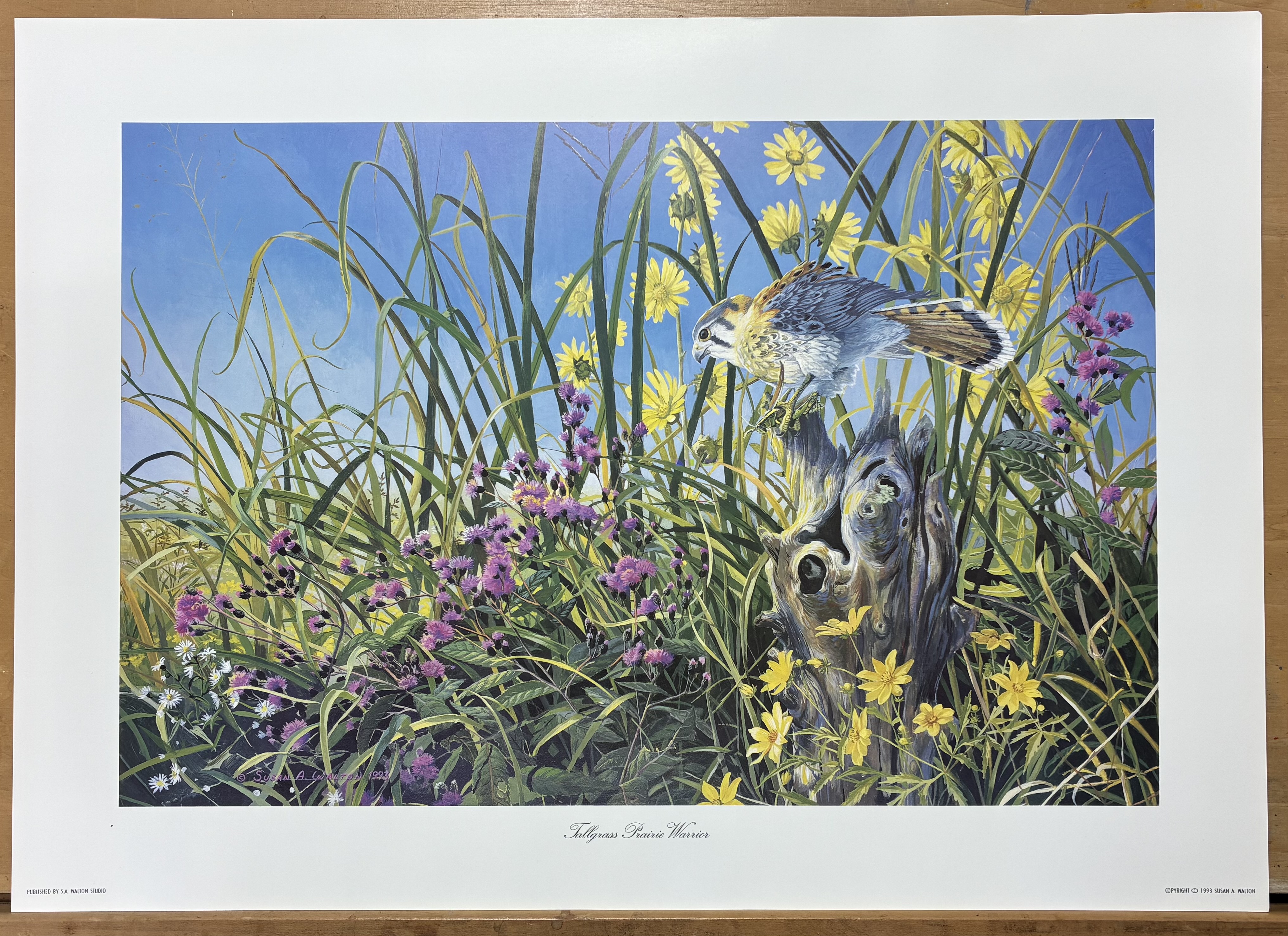 Tallgrass Prairie Warrior ~ American Kestrel print