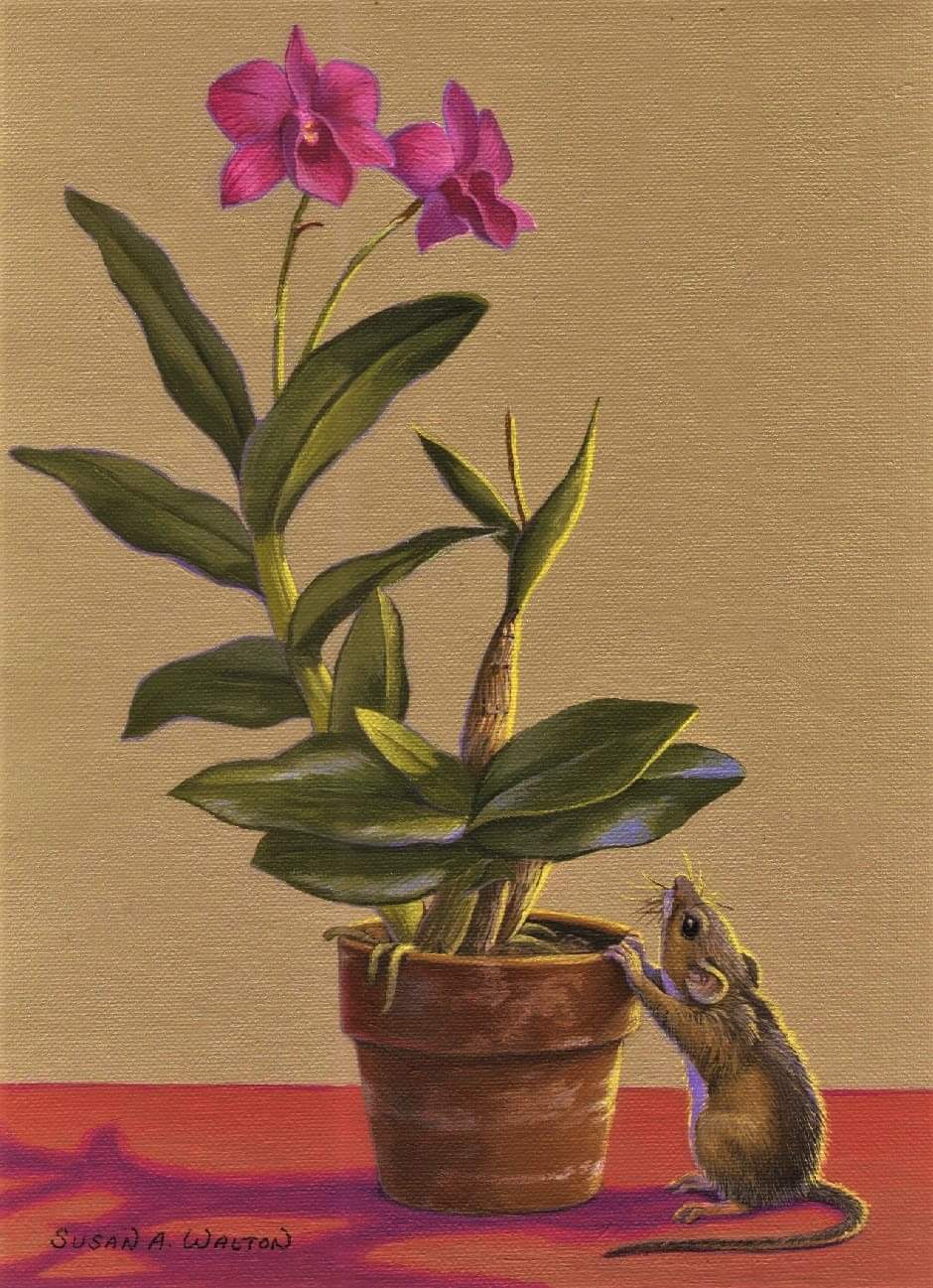 Orchid Aficionado