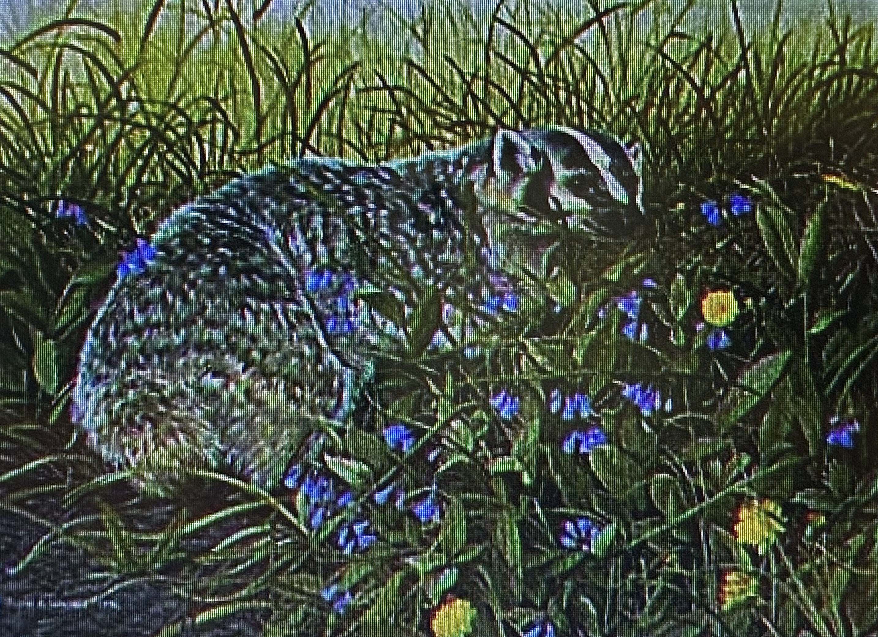 With Strength In My Soul ~ North American Badger