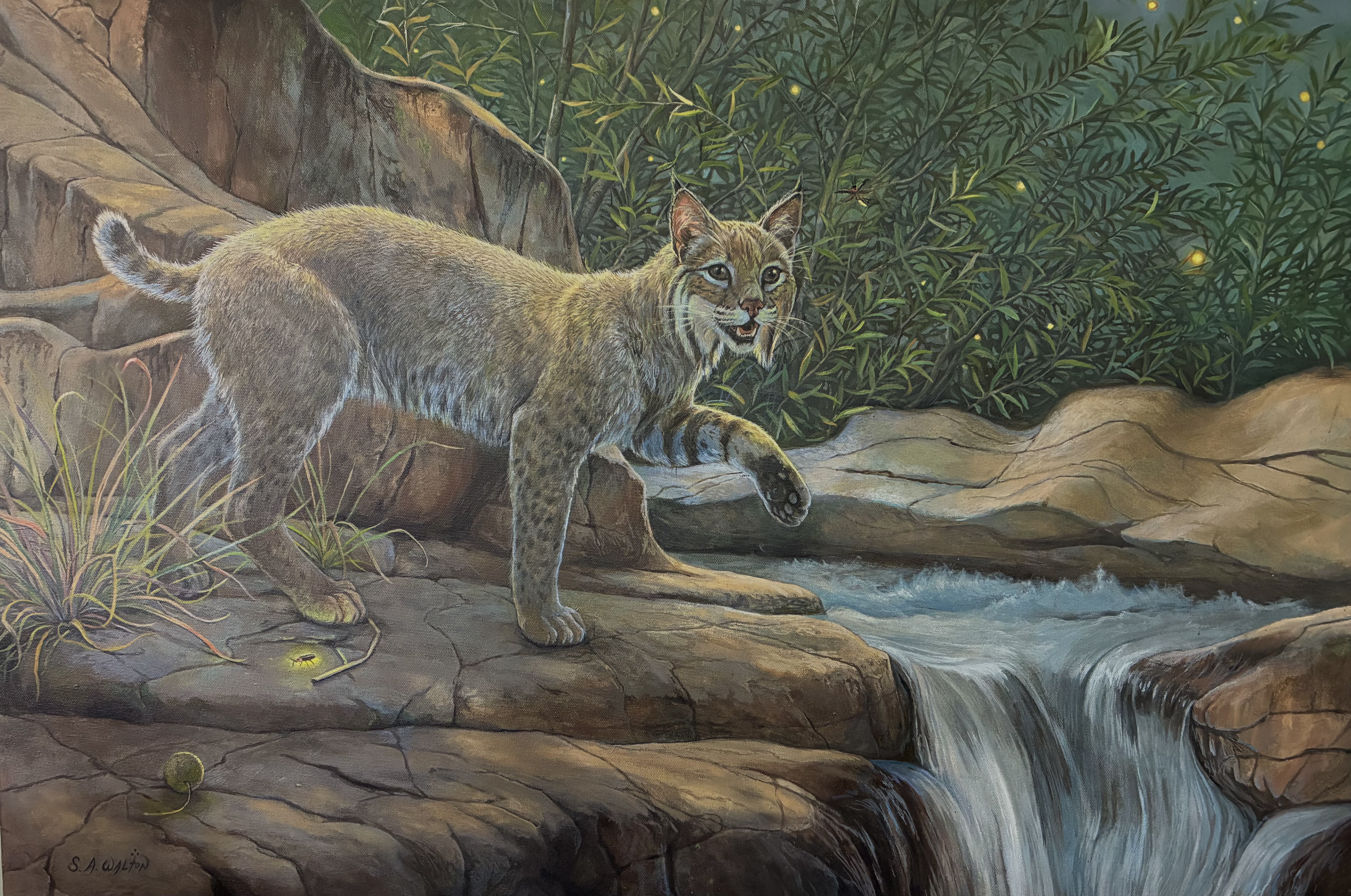 Night Lights - Bobcat and Fireflies