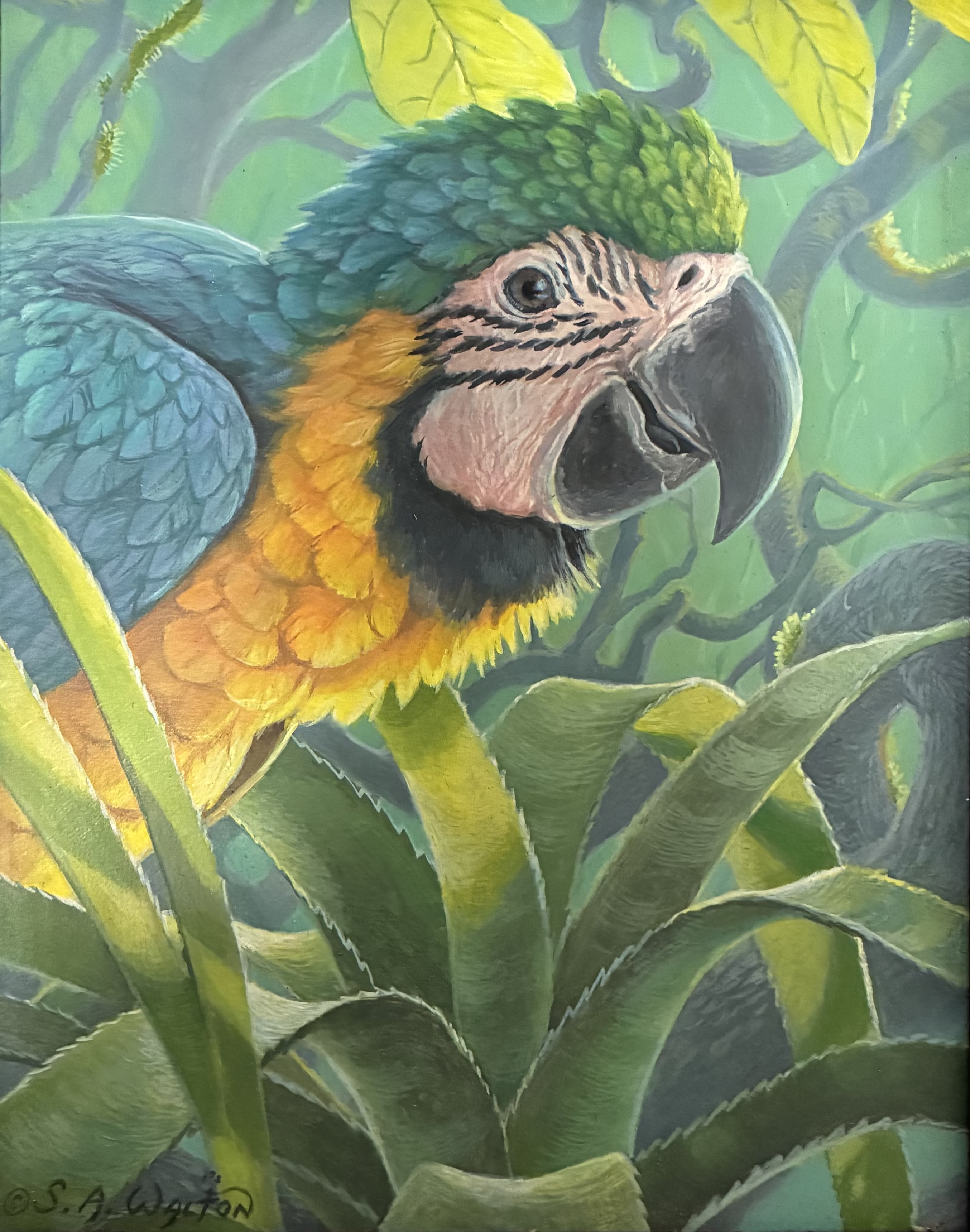 Baby Blue ~ Blue & Gold Macaw
