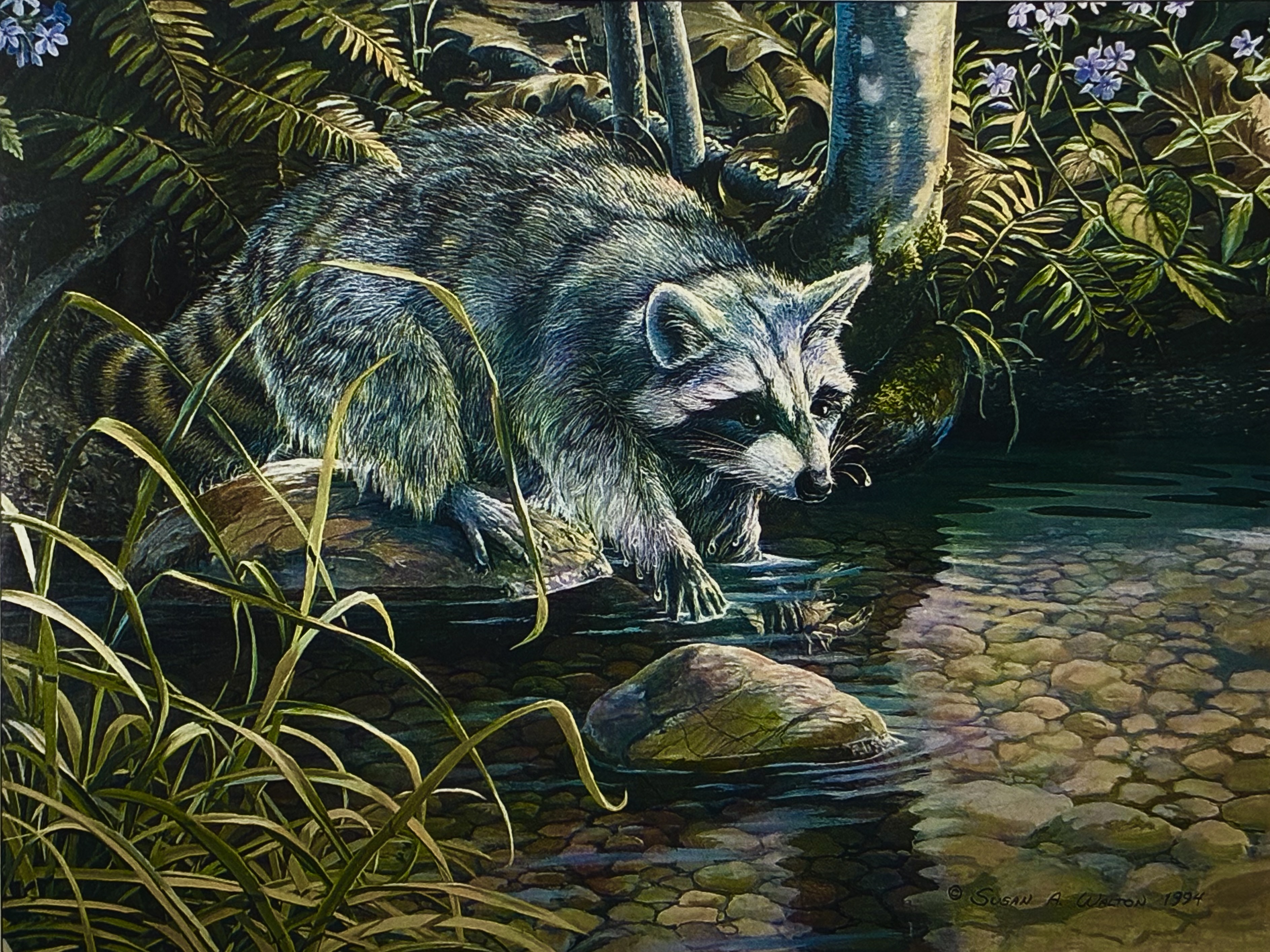 Backwoods Fisherman ~ Raccoon print