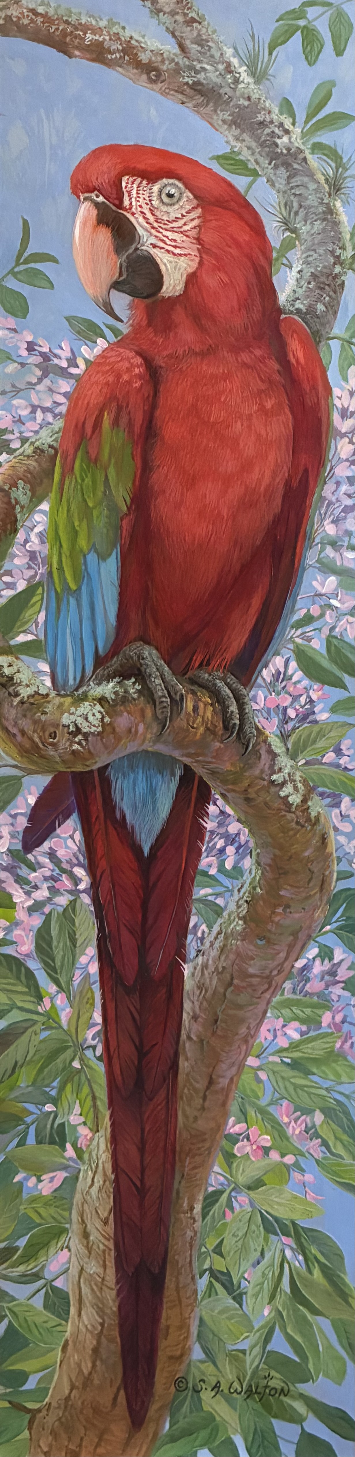 Sanctuary ~ Green-Wing Macaw
