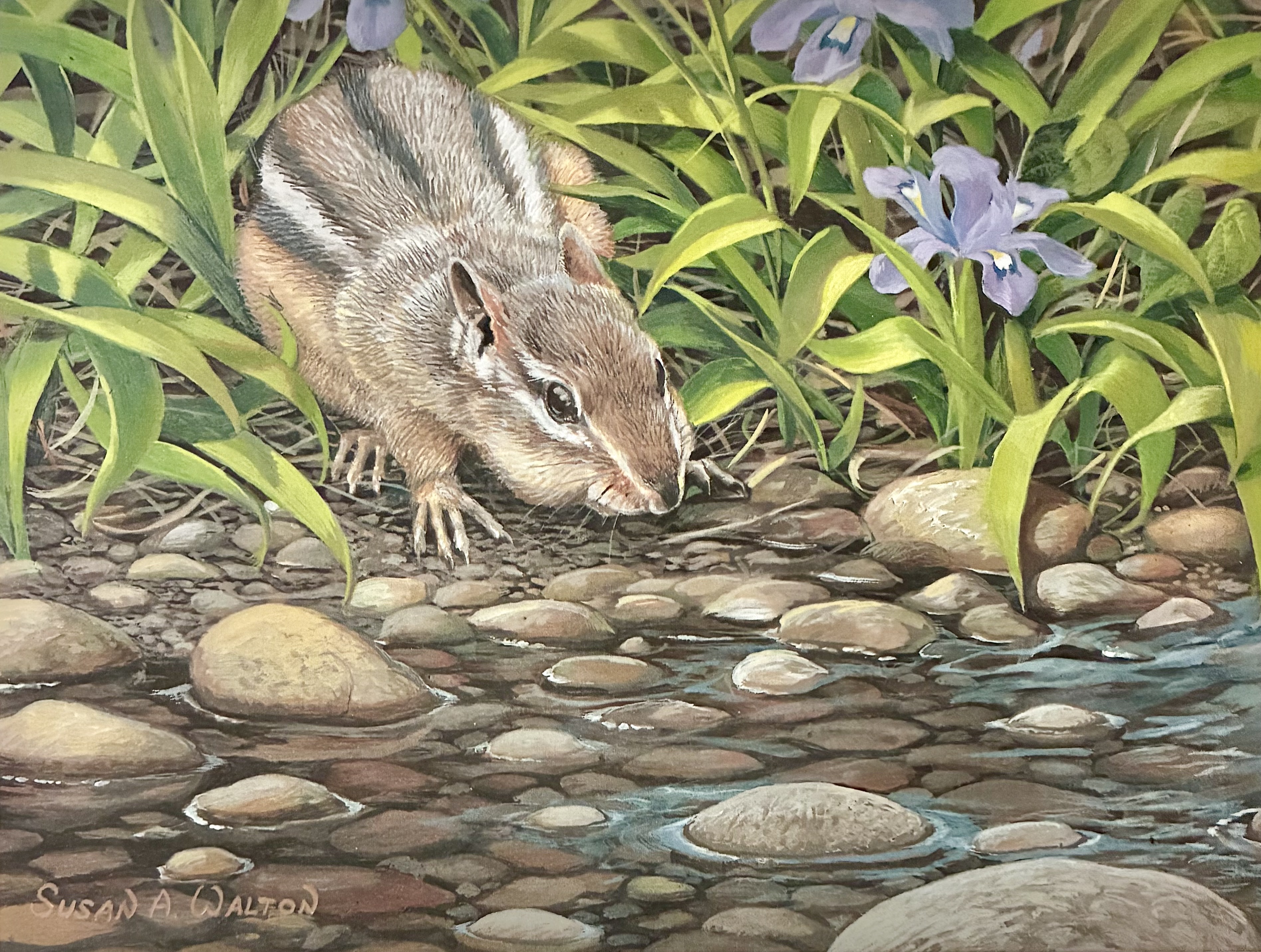 Vaneese’s Garden Visitor