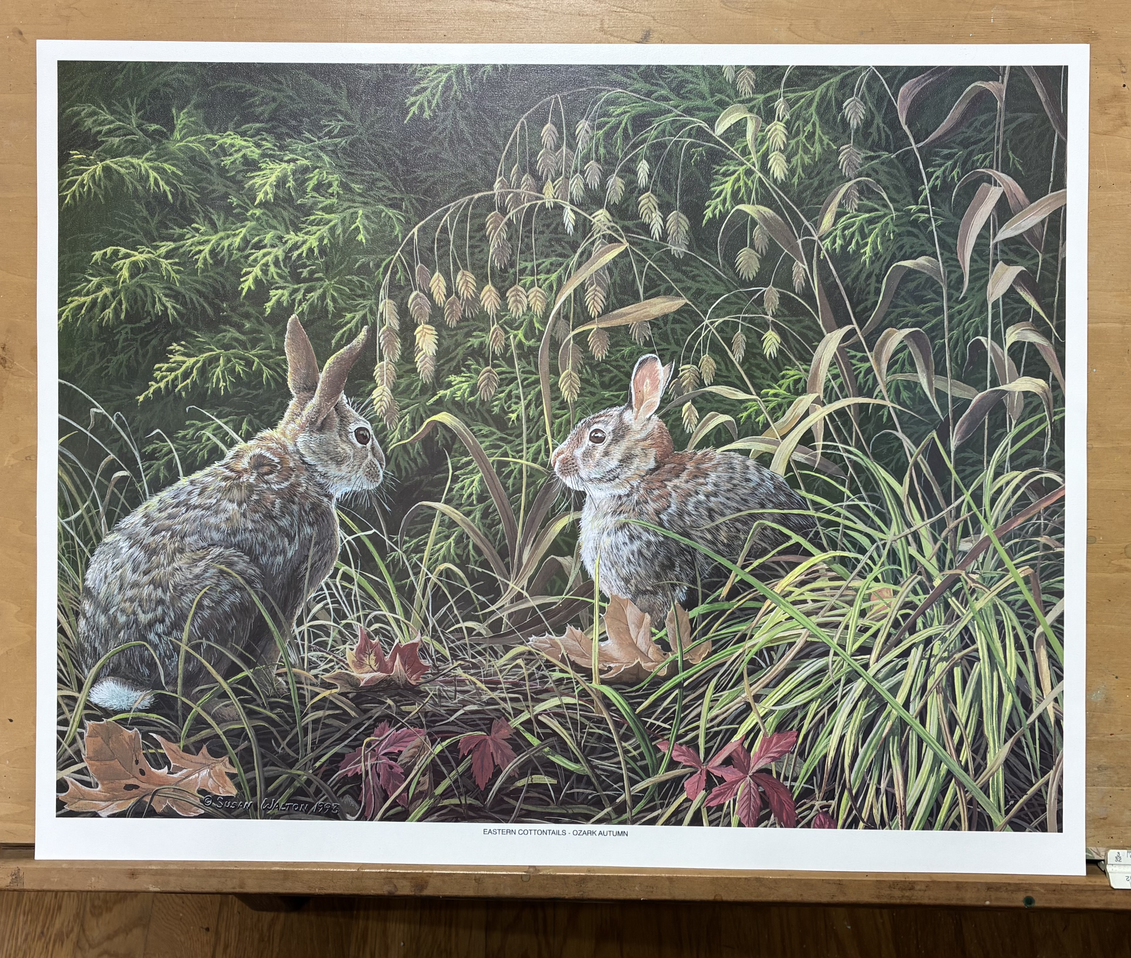 Eastern Cottontails ~ Ozark Autumn print