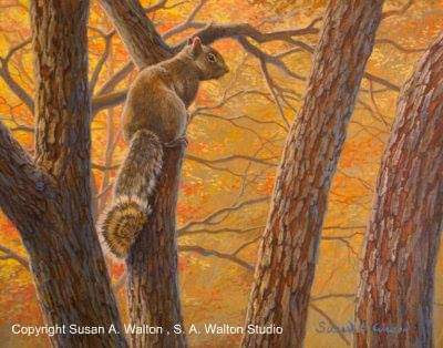 Opportunity ~ Gray Squirrel in Autumn