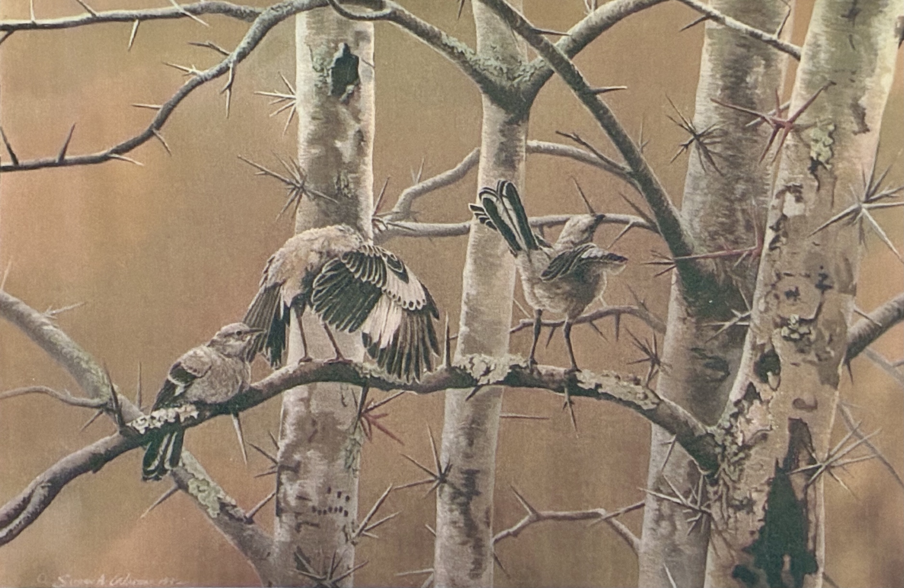 Morning Aerobics ~ Northern Mockingbirds