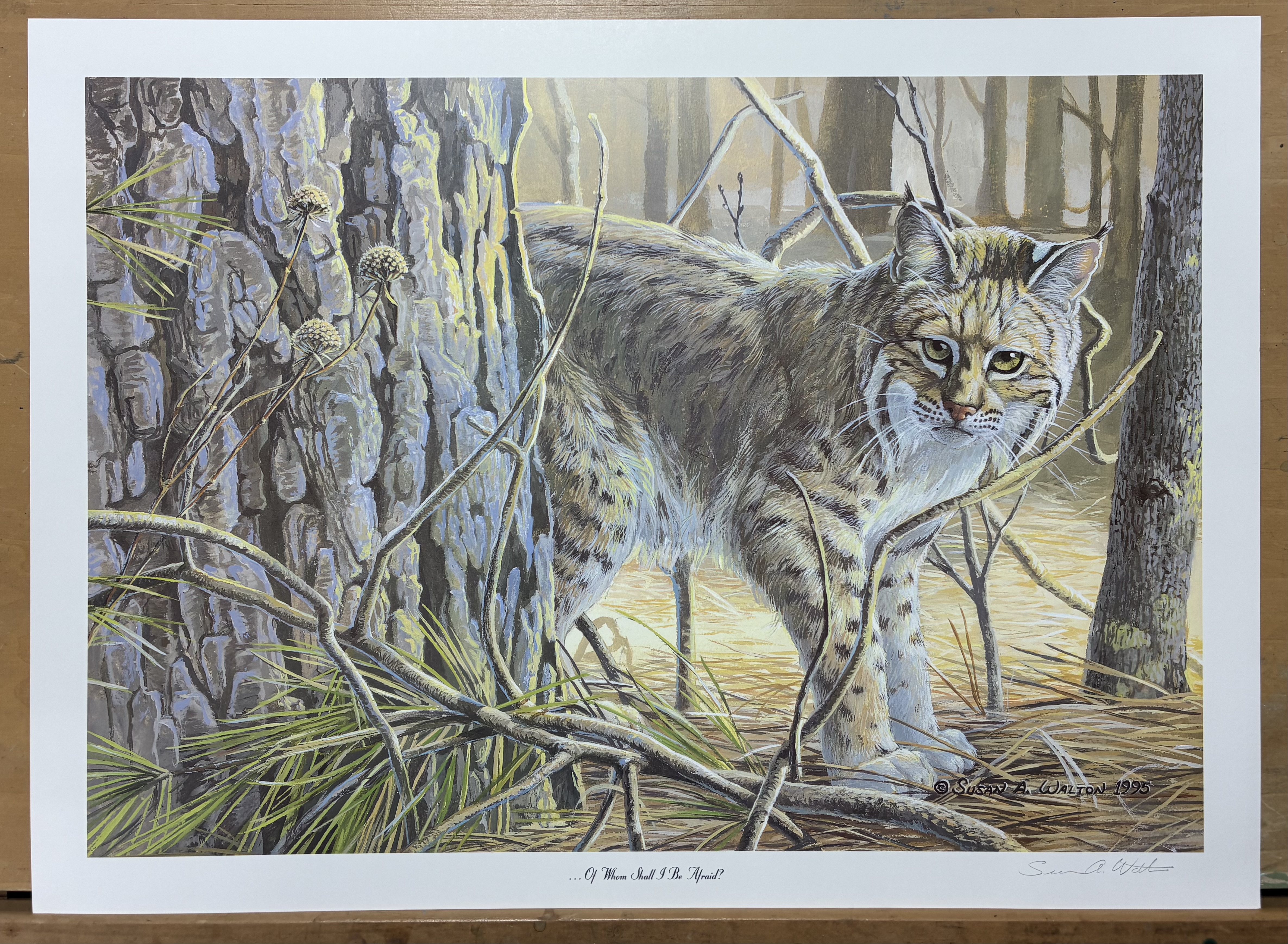 Of Whom Shall I Be Afraid? ~ Bobcat print
