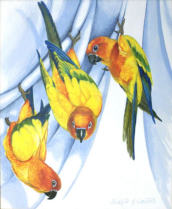 Trouble ~ Sun Conure Trio