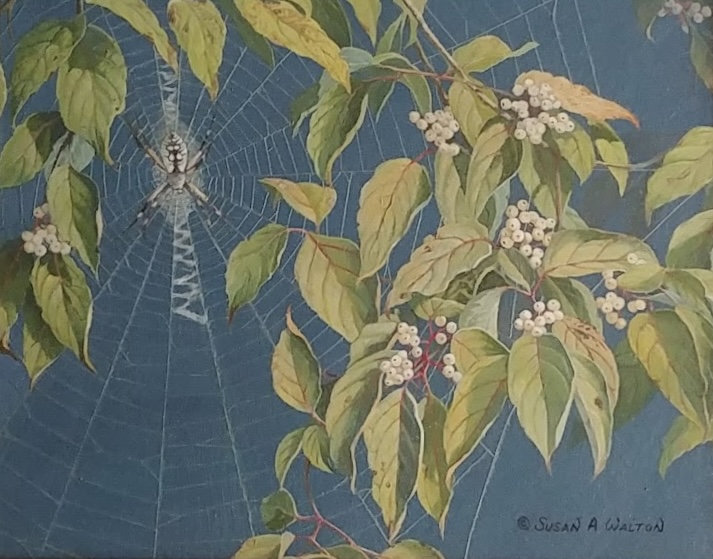 She Who Waits ~ Argiope Aurantia Spider