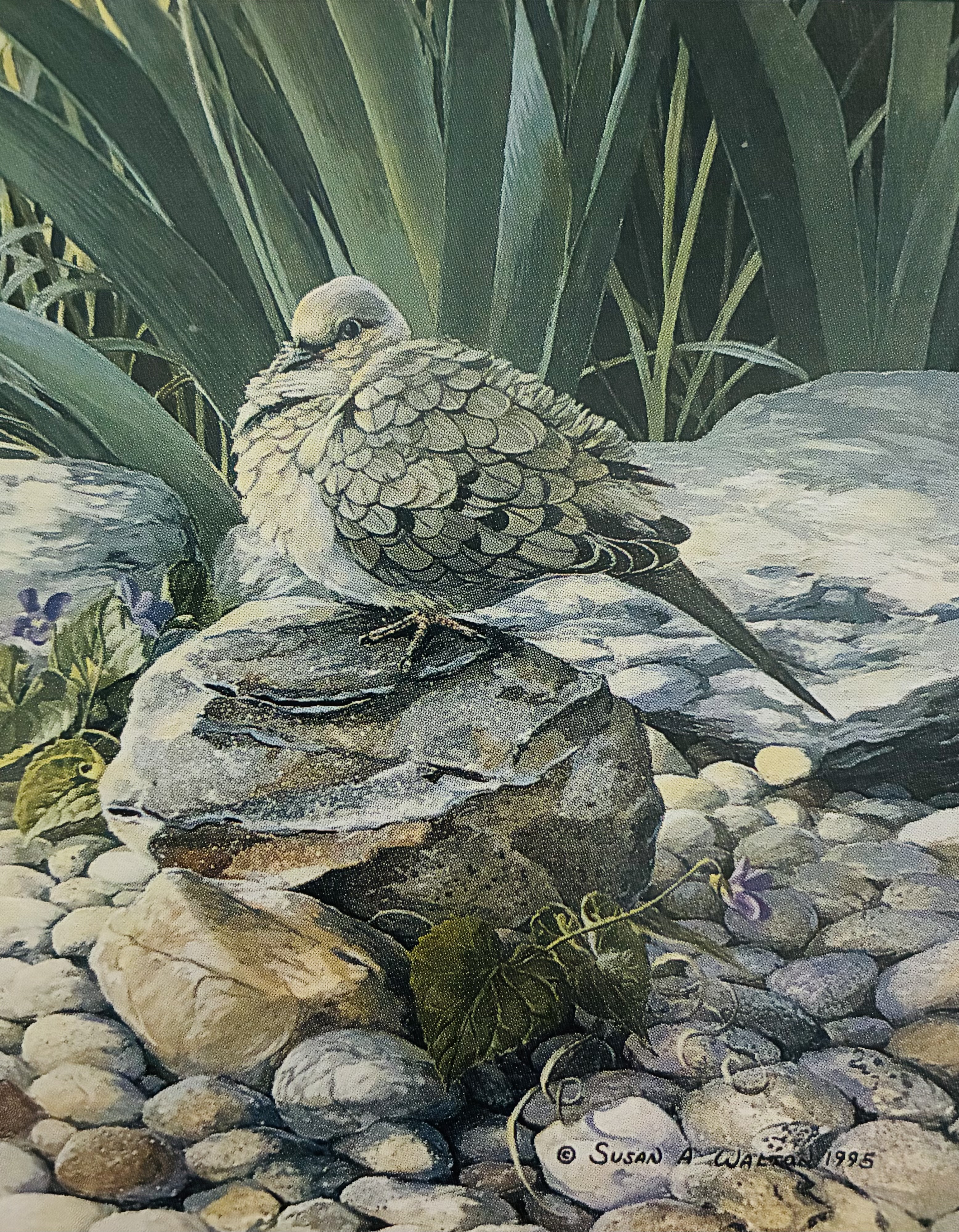 The Inmost Place ~ Mourning Dove