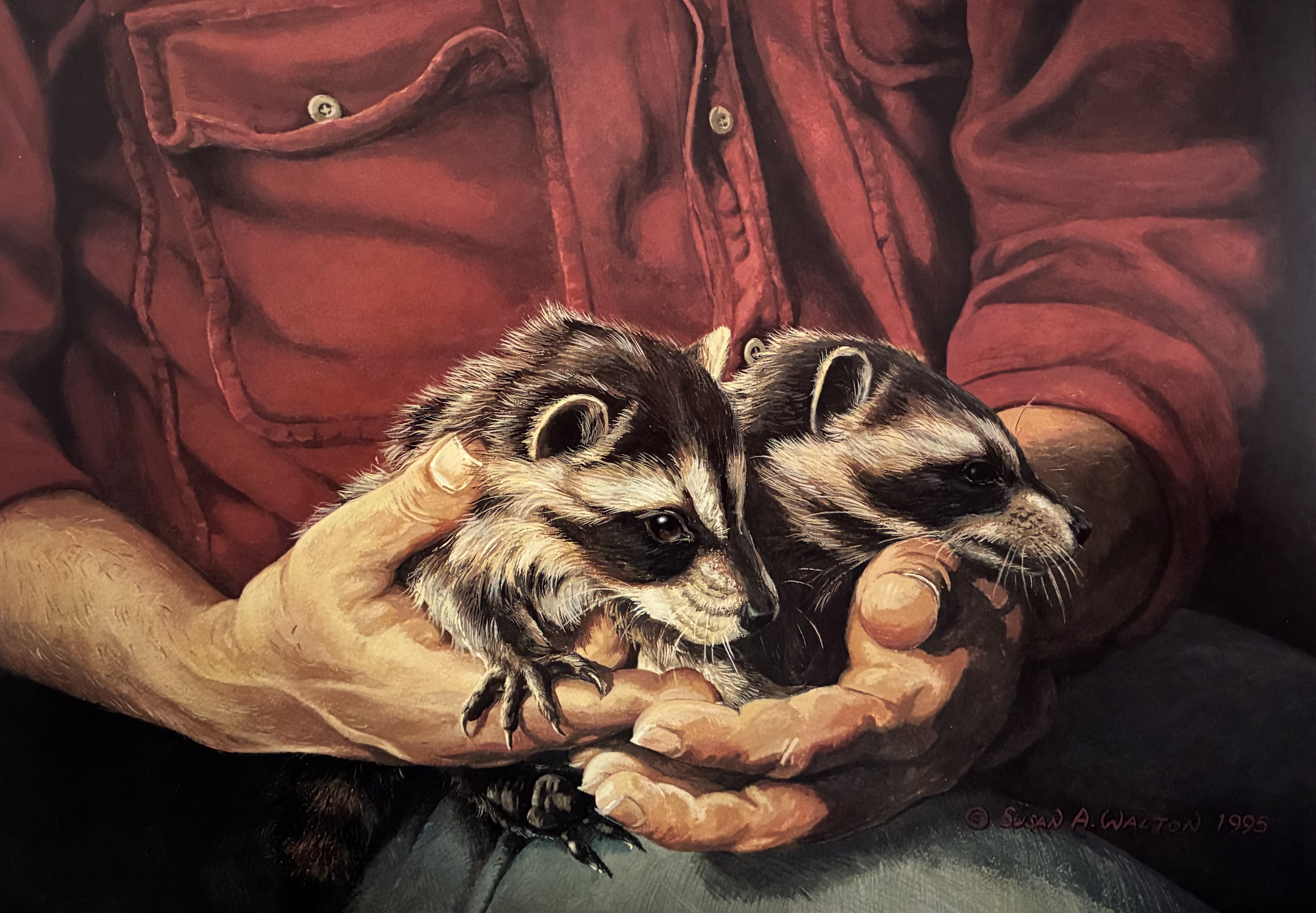 In Good Hands ~ Baby Raccoons