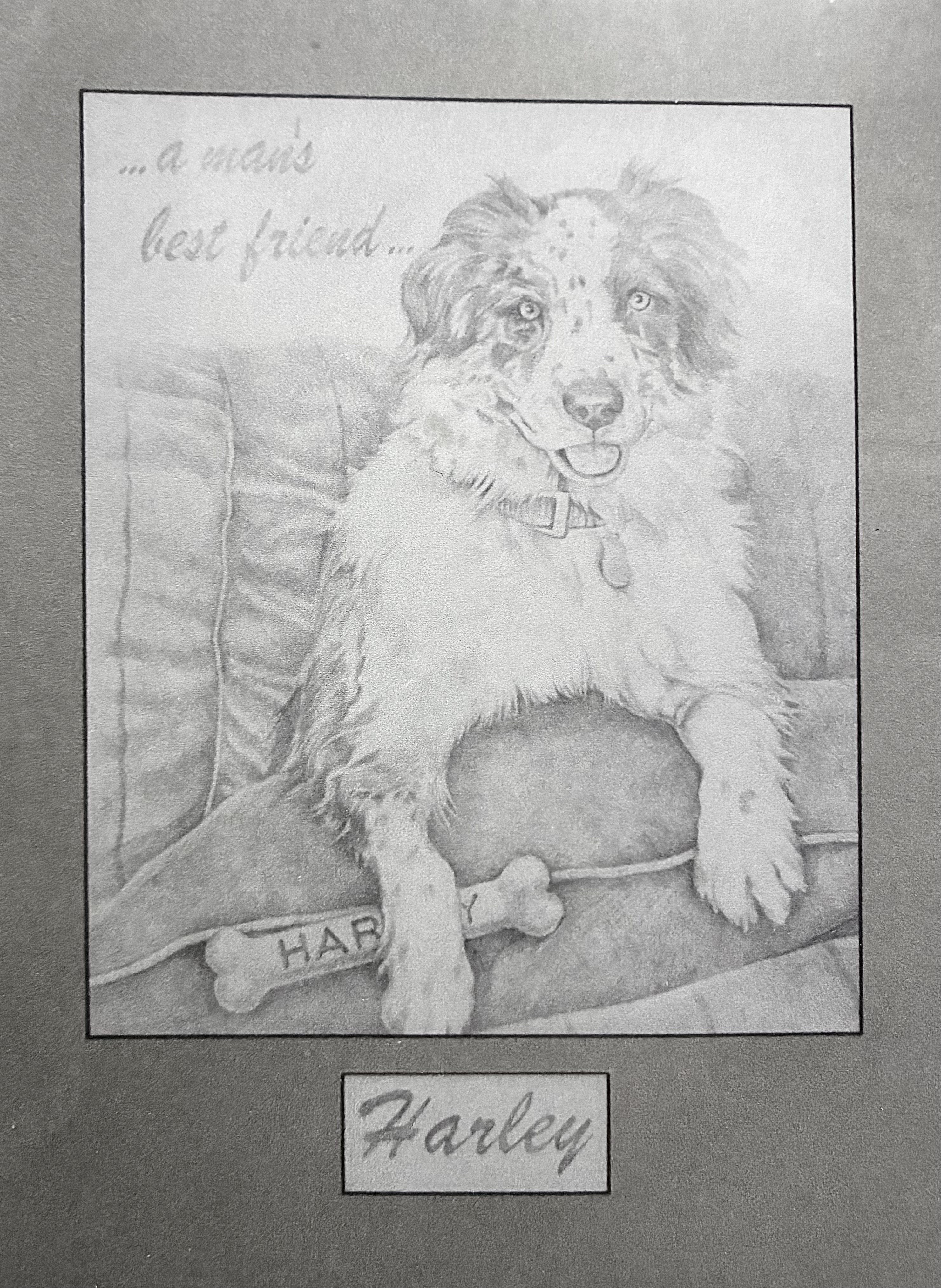 Harley : Portrait of a Border Collie