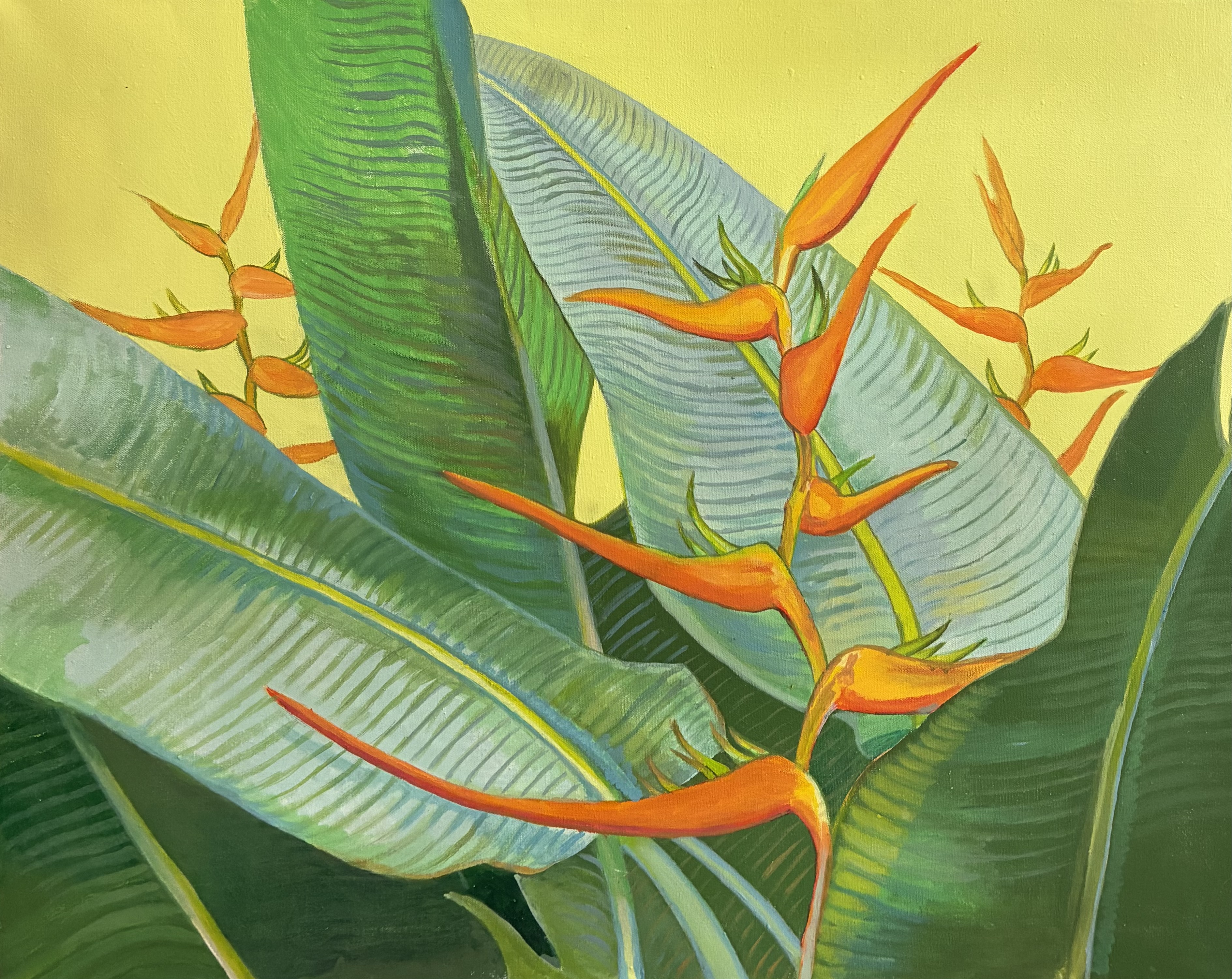 Heliconia & Honduran White Bat (a work in progress, coming soon)
