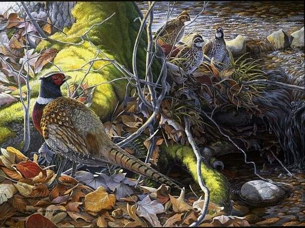 Immigrant Son ~ Ringneck Pheasant and Bobwhites